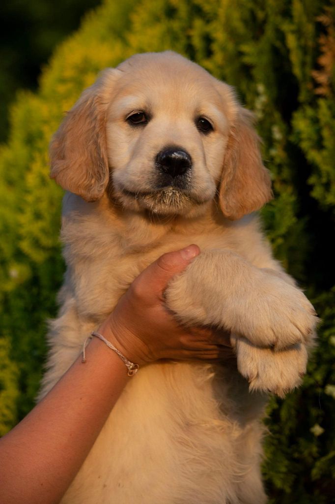 On Highness's Way - Chiot disponible  - Golden Retriever
