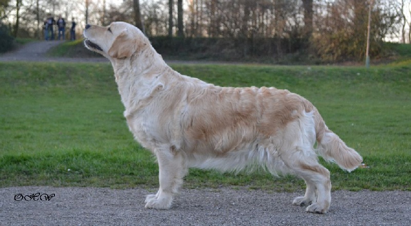 TR. CH. Give me hope of misty dreams