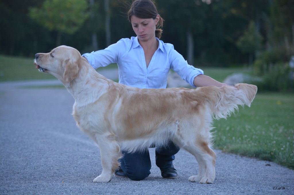 TR. CH. Fj.chen.ch.lux.tr. just like my imagination On Highness's Way