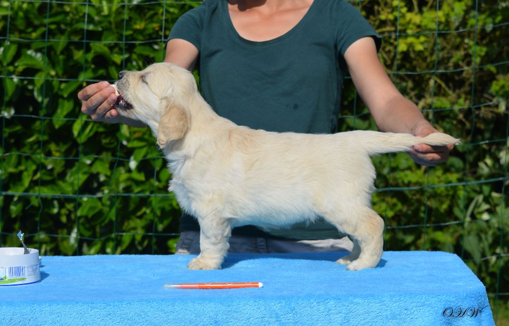 On Highness's Way - Golden Retriever - Portée née le 05/05/2017