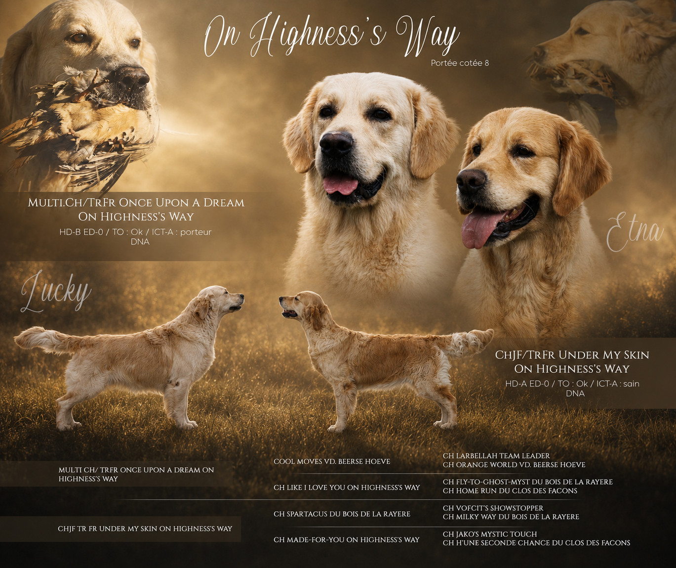 On Highness's Way - Golden Retriever - Portée née le 18/07/2026