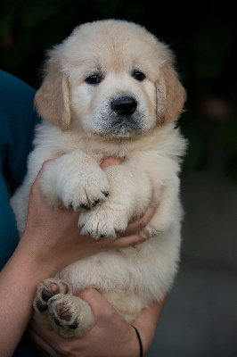 CHIOT