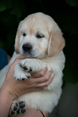 CHIOT