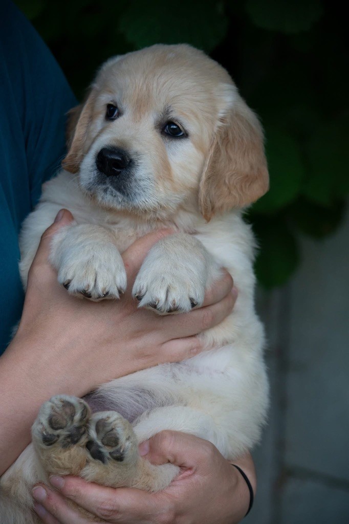 On Highness's Way - Chiots disponibles - Golden Retriever