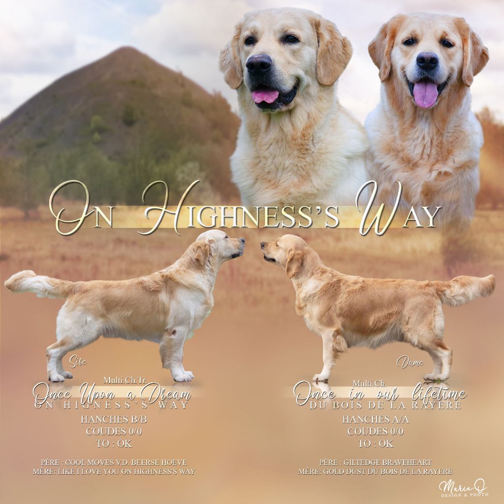 Chiot Golden Retriever On Highness's Way